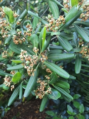 Pittosporum tobira