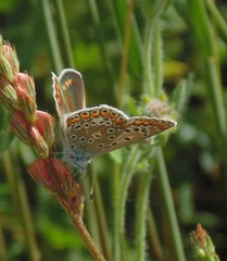 Polyommatus icarus