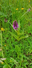 Dactylorhiza purpurella