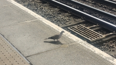 Streptopelia decaocto