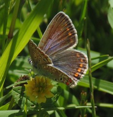 Polyommatus icarus