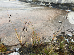 Carex pichinchensis