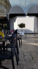 Columba livia domestica