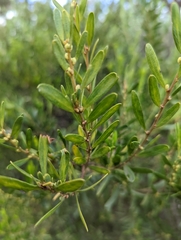 Acacia verniciflua