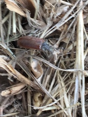 Omophlus lepturoides