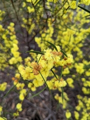 Acacia lanigera