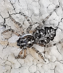 Menemerus semilimbatus