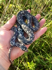 Coluber constrictor anthicus