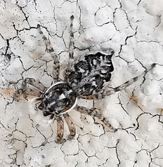 Menemerus semilimbatus