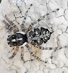Menemerus semilimbatus