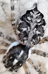 Menemerus semilimbatus