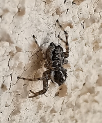 Menemerus semilimbatus