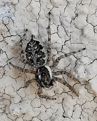 Menemerus semilimbatus