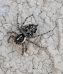 Menemerus semilimbatus