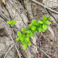 Weigela praecox