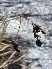 Carex pichinchensis