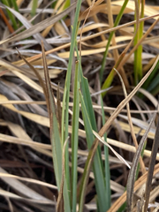 Carex pichinchensis