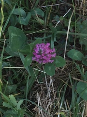 Trifolium pratense