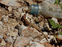Podarcis muralis