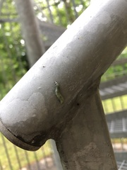 Tortrix viridana