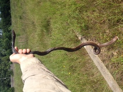 Masticophis flagellum flagellum