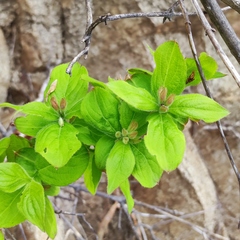 Weigela praecox
