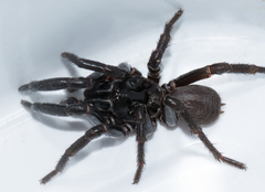 Hadronyche adelaidensis