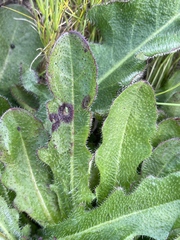 Ramularia inaequalis