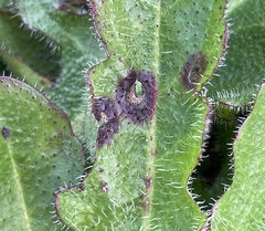 Ramularia inaequalis