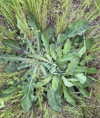 Ramularia inaequalis