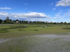 Ramularia inaequalis