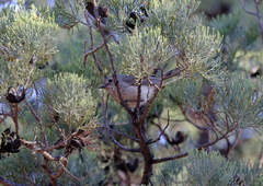 Acanthiza apicalis apicalis