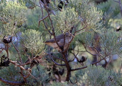 Acanthiza apicalis apicalis