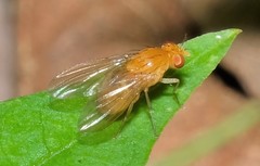 Neogriphoneura