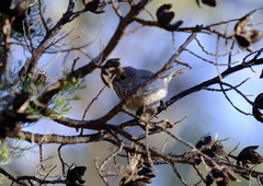 Acanthiza apicalis apicalis