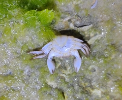 Pachygrapsus transversus