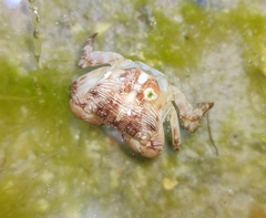 Pachygrapsus transversus