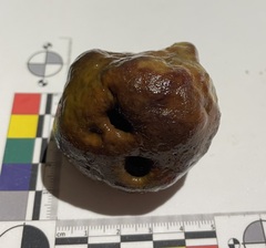 Asteropus