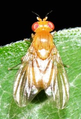 Neogriphoneura