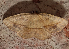 Planolocha obliquata