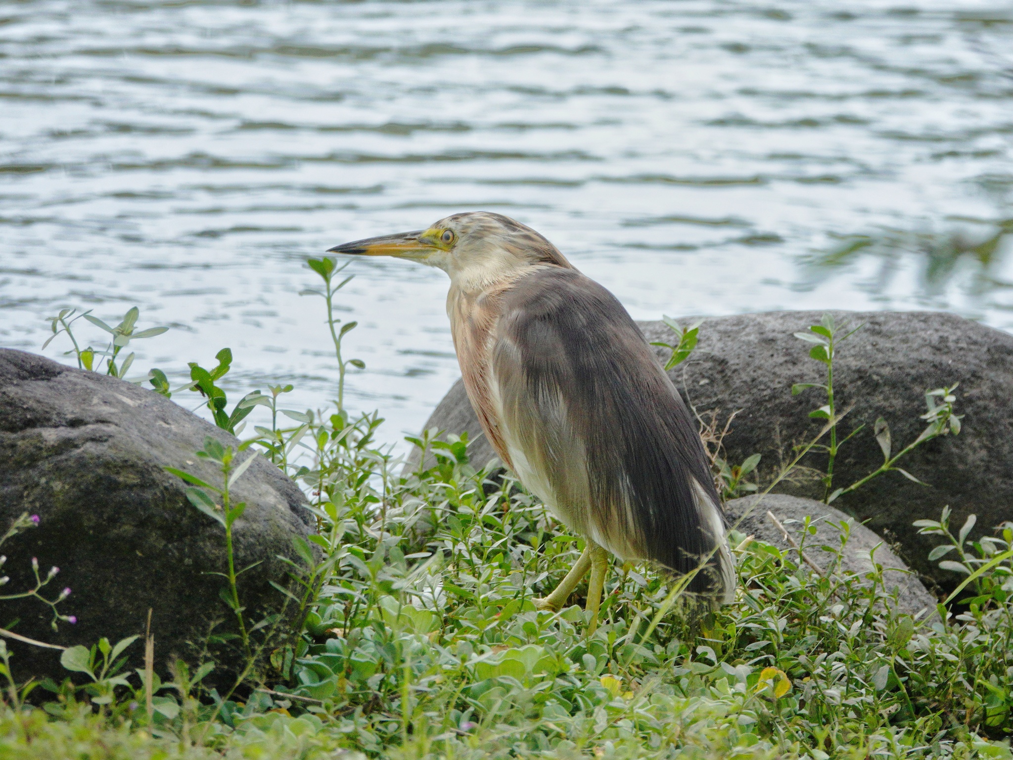 Javan Pond Heron