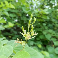 Bauhinia racemosa