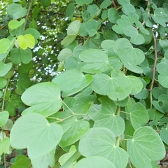 Bauhinia racemosa