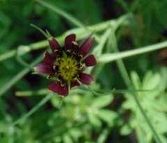 Tragopogon castellanus