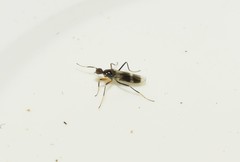 Tachydromia arrogans