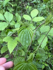 Dioscorea quaternata