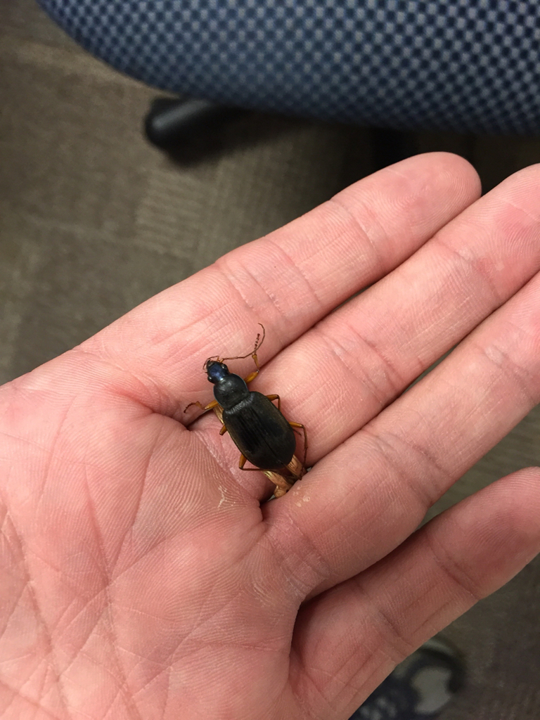 chlaenius-laticollis-from-legacy-high-school-mansfield-tx-us-on-june