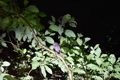 Megascops guatemalae