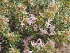 Lagochilus diacanthophyllus