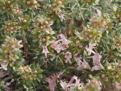 Lagochilus diacanthophyllus